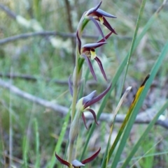 Lyperanthus suaveolens (Brown Beaks) at Aranda Bushland - 28 Sep 2023 by CathB