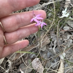 Caladenia carnea (Pink Fingers) at Aranda, ACT - 30 Sep 2023 by lbradley