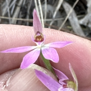 Caladenia carnea at Aranda, ACT - suppressed