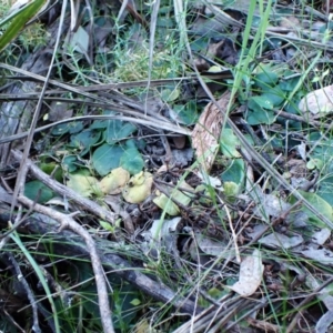 Corysanthes hispida at Belconnen, ACT - 28 Sep 2023