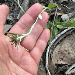 Euchiton japonicus (Creeping Cudweed) at Belconnen, ACT - 30 Sep 2023 by lbradley