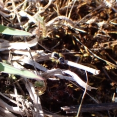 Maratus hesperus at Belconnen, ACT - 29 Sep 2023