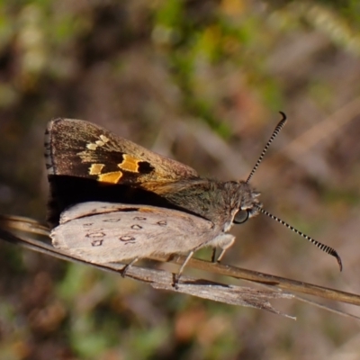 Trapezites phigalia (Heath Ochre) at Mount Painter - 29 Sep 2023 by CathB