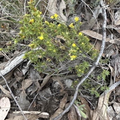 Hibbertia calycina (Lesser Guinea-flower) at Aranda Bushland - 30 Sep 2023 by lbradley