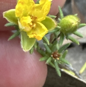 Hibbertia calycina at Aranda, ACT - 30 Sep 2023