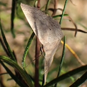 Scopula optivata at Belconnen, ACT - 29 Sep 2023