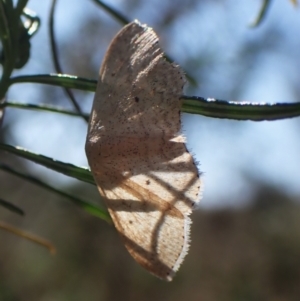 Scopula optivata at Belconnen, ACT - 29 Sep 2023