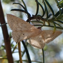 Scopula optivata at Belconnen, ACT - 29 Sep 2023