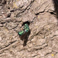 Primeuchroeus sp. (genus) (Cuckoo Wasp) at Sullivans Creek, Turner - 24 Sep 2023 by ConBoekel