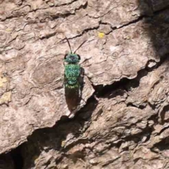 Primeuchroeus sp. (genus) at Sullivans Creek, Turner - 24 Sep 2023