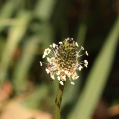 Plantago lanceolata (Ribwort Plantain, Lamb's Tongues) at Turner, ACT - 24 Sep 2023 by ConBoekel