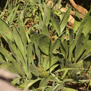 Plantago lanceolata at Turner, ACT - 24 Sep 2023