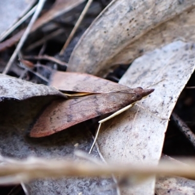 Uresiphita ornithopteralis (Tree Lucerne Moth) at Belconnen, ACT - 28 Sep 2023 by CathB