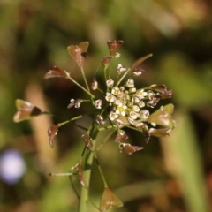 Capsella bursa-pastoris (Shepherd's Purse) at Sullivans Creek, Turner - 24 Sep 2023 by ConBoekel