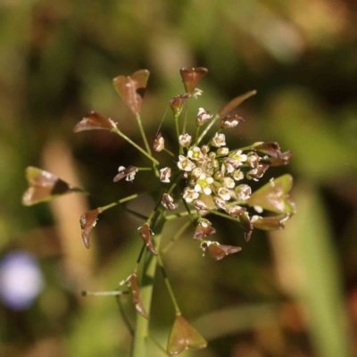 Capsella bursa-pastoris (Shepherd's Purse) at Sullivans Creek, Turner - 24 Sep 2023 by ConBoekel