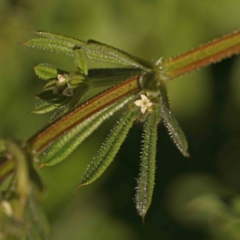 Galium aparine (Goosegrass, Cleavers) at Sullivans Creek, Turner - 24 Sep 2023 by ConBoekel