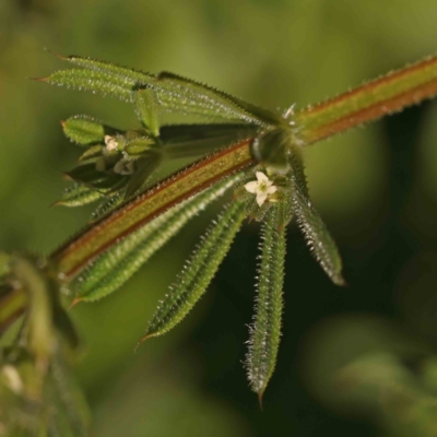 Galium aparine (Goosegrass, Cleavers) at Sullivans Creek, Turner - 24 Sep 2023 by ConBoekel