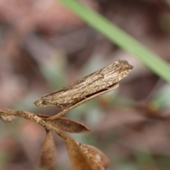 Strepsicrates macropetana (Eucalyptus Leafroller) at Belconnen, ACT - 27 Sep 2023 by CathB