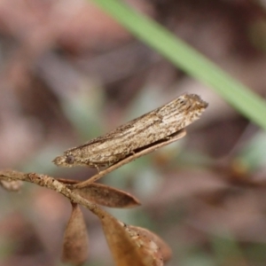 Strepsicrates macropetana at Belconnen, ACT - 27 Sep 2023