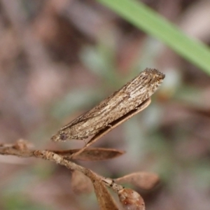 Strepsicrates macropetana at Belconnen, ACT - 27 Sep 2023