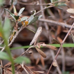 Strepsicrates macropetana at Belconnen, ACT - 27 Sep 2023