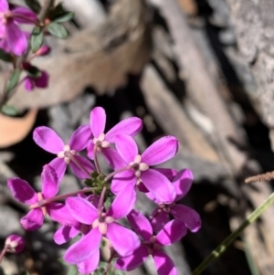 Tetratheca thymifolia at Berlang, NSW - 23 Sep 2023