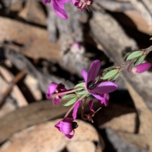 Tetratheca thymifolia at Berlang, NSW - 23 Sep 2023