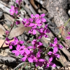 Tetratheca thymifolia at Berlang, NSW - 23 Sep 2023