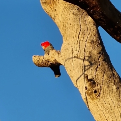 Callocephalon fimbriatum (Gang-gang Cockatoo) at O'Malley, ACT - 30 Sep 2023 by Mike