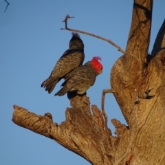 Callocephalon fimbriatum at O'Malley, ACT - 30 Sep 2023