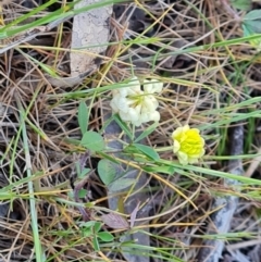 Trifolium campestre (Hop Clover) at O'Malley, ACT - 30 Sep 2023 by Mike