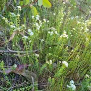 Asperula conferta at O'Malley, ACT - 30 Sep 2023 05:17 PM