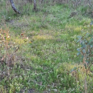 Asperula conferta at O'Malley, ACT - 30 Sep 2023 05:17 PM