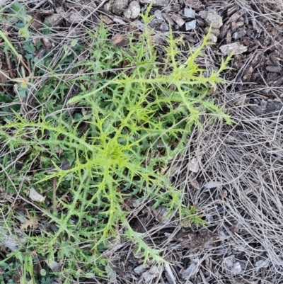 Carthamus lanatus (Saffron Thistle) at Jerrabomberra, ACT - 30 Sep 2023 by Mike