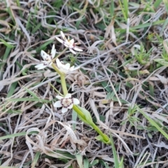 Wurmbea dioica subsp. dioica (Early Nancy) at Isaacs Ridge - 30 Sep 2023 by Mike