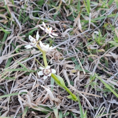 Wurmbea dioica subsp. dioica (Early Nancy) at Jerrabomberra, ACT - 30 Sep 2023 by Mike