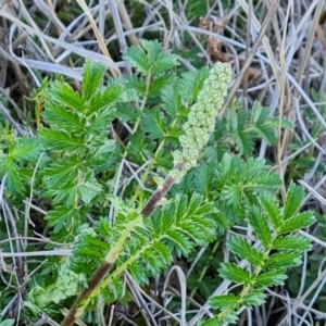 Acaena echinata at Jerrabomberra, ACT - 30 Sep 2023