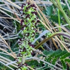 Acaena echinata at Jerrabomberra, ACT - 30 Sep 2023