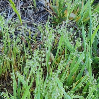 Briza minor (Shivery Grass) at Jerrabomberra, ACT - 30 Sep 2023 by Mike