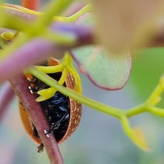 Paropsisterna cloelia (Eucalyptus variegated beetle) at Isaacs Ridge - 30 Sep 2023 by Mike