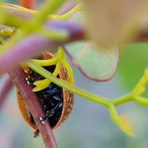 Paropsisterna cloelia at Jerrabomberra, ACT - 30 Sep 2023