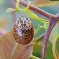 Paropsisterna cloelia at Jerrabomberra, ACT - 30 Sep 2023