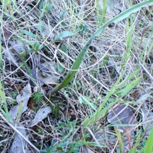 Thelymitra nuda at Belconnen, ACT - 29 Sep 2023