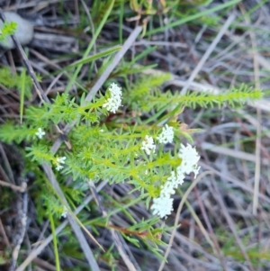 Asperula conferta at Jerrabomberra, ACT - 30 Sep 2023