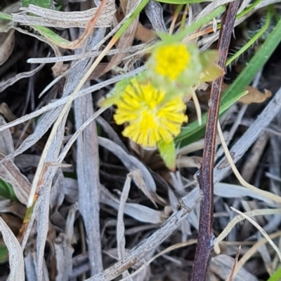 Triptilodiscus pygmaeus (Annual Daisy) at Jerrabomberra, ACT - 30 Sep 2023 by Mike