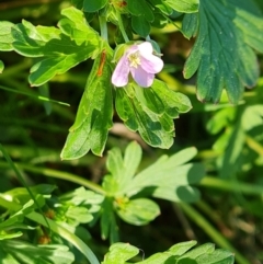 Geranium sp. Pleated sepals (D.E.Albrecht 4707) Vic. Herbarium (Naked Crane's-bill) at Jerrabomberra, ACT - 30 Sep 2023 by Mike