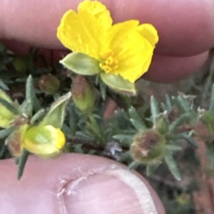 Hibbertia calycina at Aranda, ACT - 30 Sep 2023