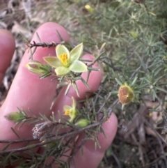 Hibbertia calycina at Aranda, ACT - 30 Sep 2023