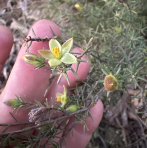 Hibbertia calycina at Aranda, ACT - 30 Sep 2023