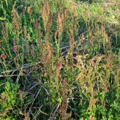 Rumex acetosella (Sheep Sorrel) at Jerrabomberra, ACT - 30 Sep 2023 by Mike